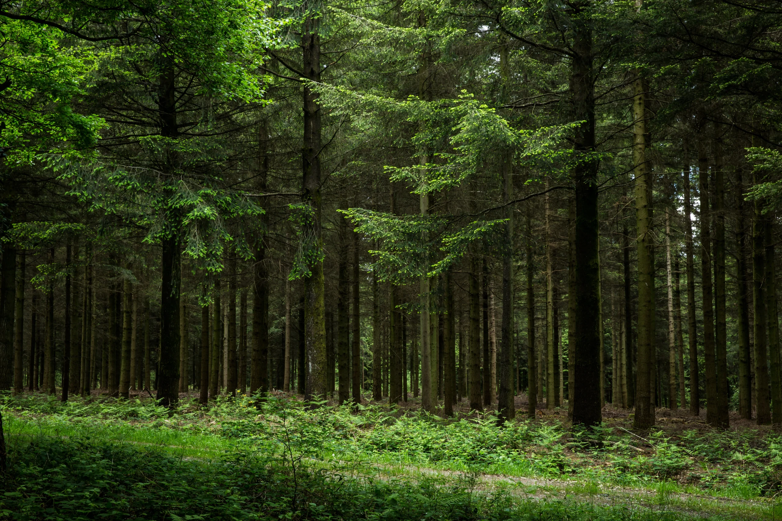 Foret de Pail Averton Crennes Sur Fraubee CP Philippe CAHAREL Mayenne Tourisme