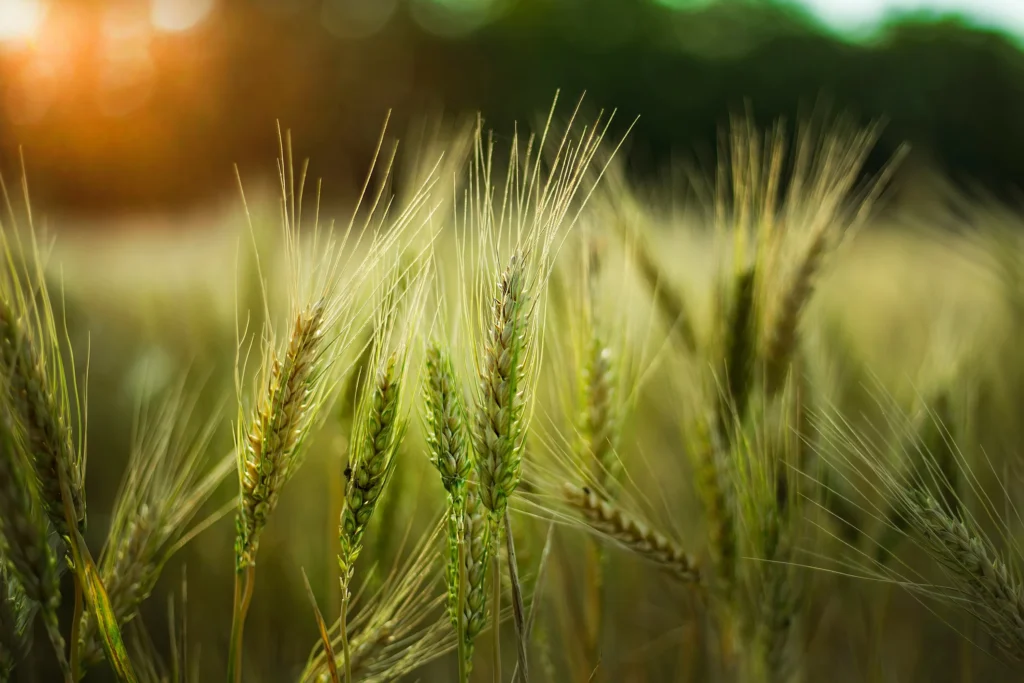 Agriculture du futur